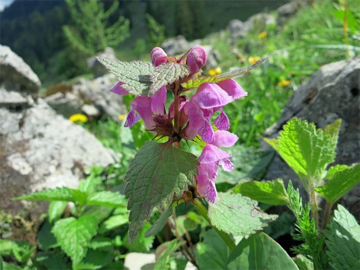 Purpurrote Taubnessel, botanischer Name Lamium purpureum, mit grünen Blättern und purpurfarbenen Lippenblüten auf einer Berg-Wiese mit Felsstücken