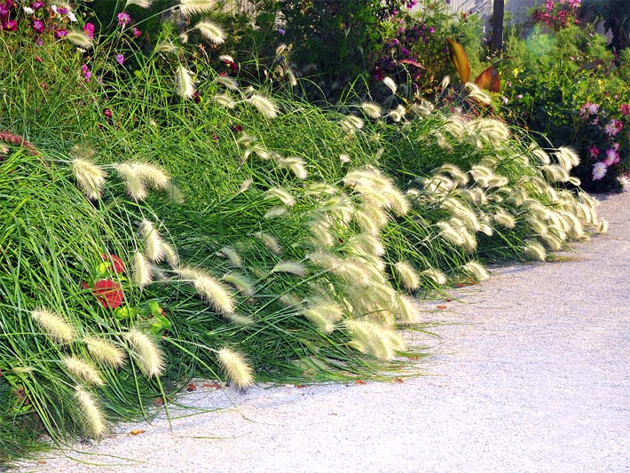 Lampenputzergras als Ziergräser an einem Garten-Weg zusammen mit anderen Stauden-Pflanzen