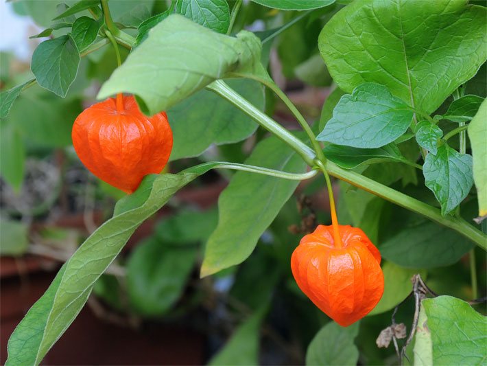 Zwei orange, lampion-förmige Blüten einer Lampionblume, botanischer Name Physalis alkekengi