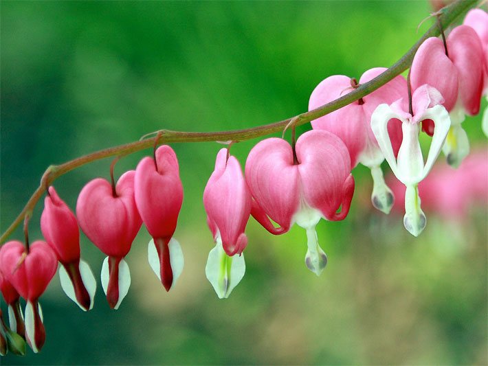 Rosa-weiß blühendes Tränendes Herz, auch Zweifarbige Herzblume oder Herzerlstock genannt, botanischer Name Lamprocapnos spectabilis, mit herzförmigen Blüten