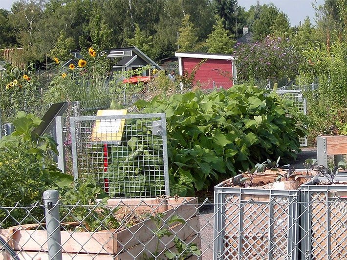 Ein Meter hohe Yacon-Pflanzen auf dem Gründstück vom Kleingartenverein Am Ebenberg anlässlich der Landesgartenschau Landau 2015