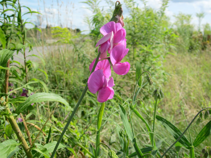 Wild wachsende, leuchtend violett blühende Breitblättrige Platterbse (auch Staudenwicke, Wicke), botanischer Name Lathyrus latifolius, auf einer Wiese