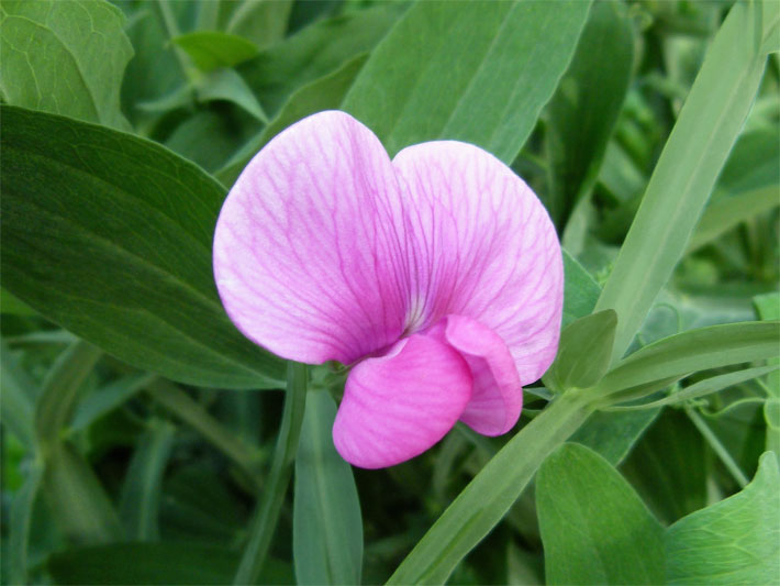 Rosa-violette Schmetterlingsblüte einer Duftenden Platterbse, botanischer Name Lathyrus odoratus, auch Duftwicke, Edelwicke oder Gartenwicke genannt, in einer Wiese