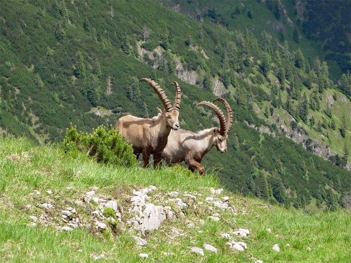 Wild wachsende Latsche/Latschenkiefer, botanischer Name Pinus mugo subsp. mugo, in den schweizer Alpen neben zwei Steinböcken