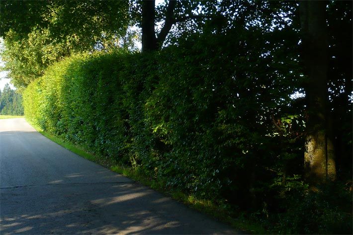 Laubhecke, typische Laubgehölzhecke im Sommer in Oberbayern