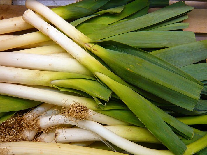 Frischer Lauch oder Porree mit weißem Schaft und dunkelgrünen, geradlinigen Blättern nach dem Ernten in einer Gemüse-Kiste