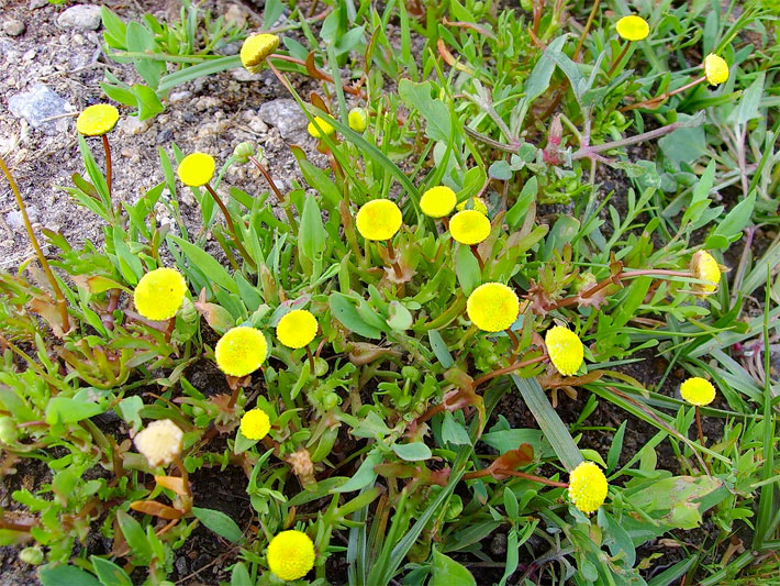 Gelbe Blüten einer Krähenfuß-Laugenblume, botanischer Name Cotula coronopifolia
