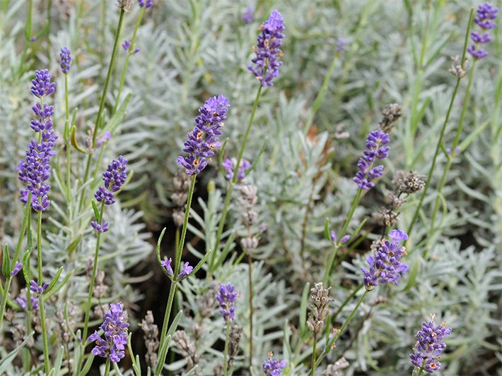 Blass-violette Lavendelblüten der Sorte Essence Purple, botanischer Name Lavandula angustifolia