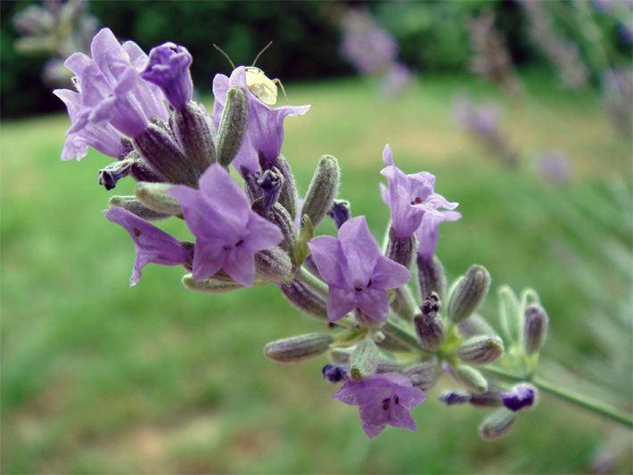 Blass-violette Lavendel-Blüten in Großaufnahme