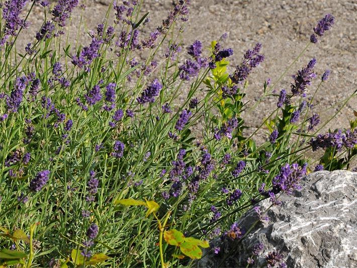 Lila blühender Echter Lavendel, botanischer Name Lavandula angustifolia