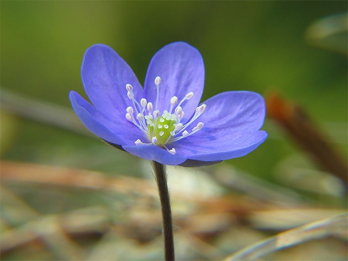 Nektar-haltige Schalenblüte mit blass-violetter Blüten-Farbe von einem Leberblümchen, botanischer Name Hepatica nobilis oder Anemone hepatica