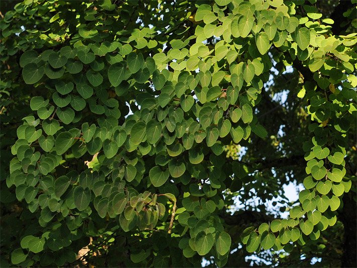 Rund-ovale Blätter eines Lebkuchenbaumes