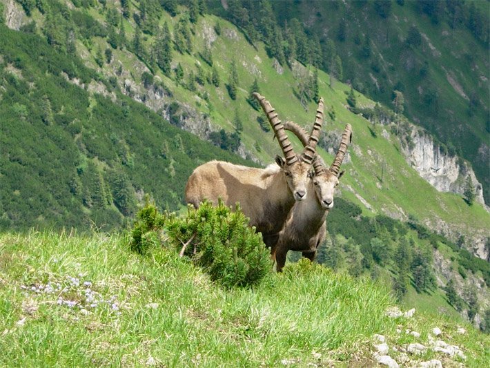 Zwei Steinböcke in den Alpen hinter einer Latsche bzw. Legföhre