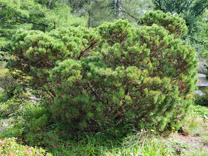 Mittelgroße Berg-/Legkiefer, auch Latsche oder Latschenkiefer, botanischer Name Pinus mugo subsp. mugo, in einem Garten