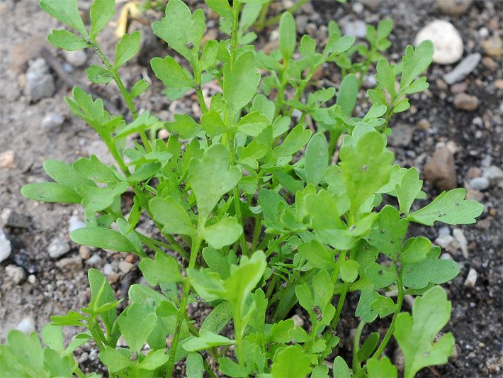 Hellgrüne Gartenkresse-Blätter in einem Gemüsebeet