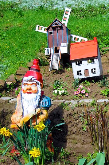 Sitzender, großer, lesender Gartenzwerg mit langem, weißem Bart hinter gelben Narzissen, bekleidet mit roter Mütze