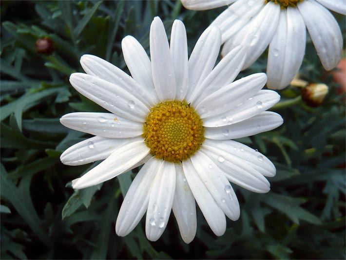 Blüte einer Garten-Margerite, botanischer Name Leucanthemum maximum, mit honig-gelben Röhrenblüten im Zentrum, die von weißen Zungenblüten umgeben sind