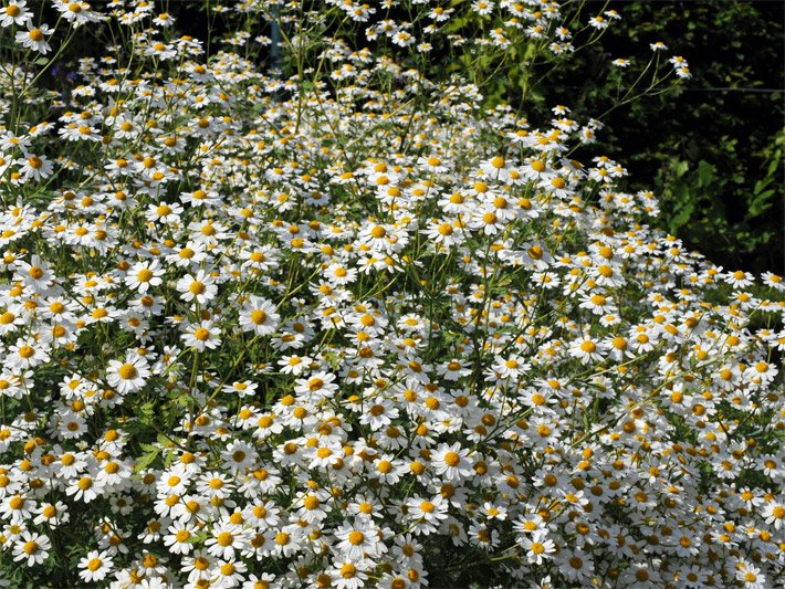 Zahlreiche gelb-weiße Blüten einer Mutterkraut-Staude, botanischer Name Tanacetum parthenium oder Chrysanthemum parthenium, mit gänseblümchenähnlichen Blüten