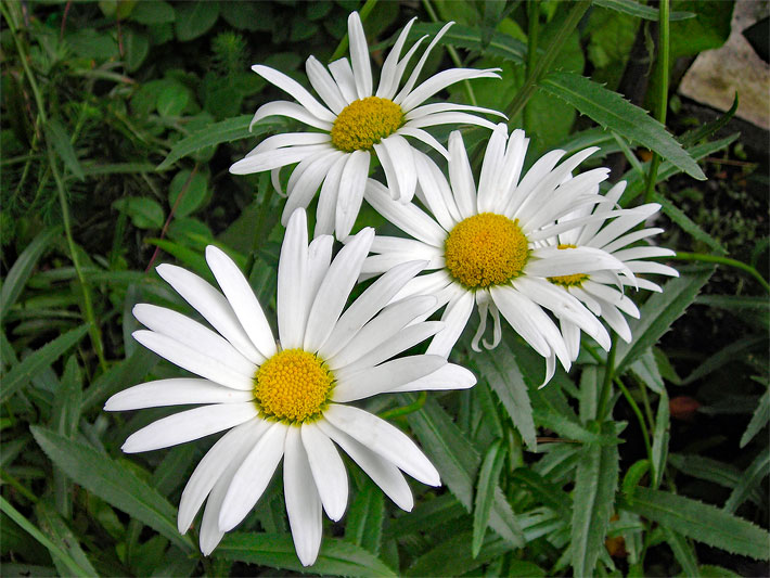 Weiße Blüten mit gold-gelber Blütenmitte einer Garten- oder Sommer-Margerite, botanischer Name Leucanthemum maximum oder Synonym Leucanthemum x superbum, in einem Beet