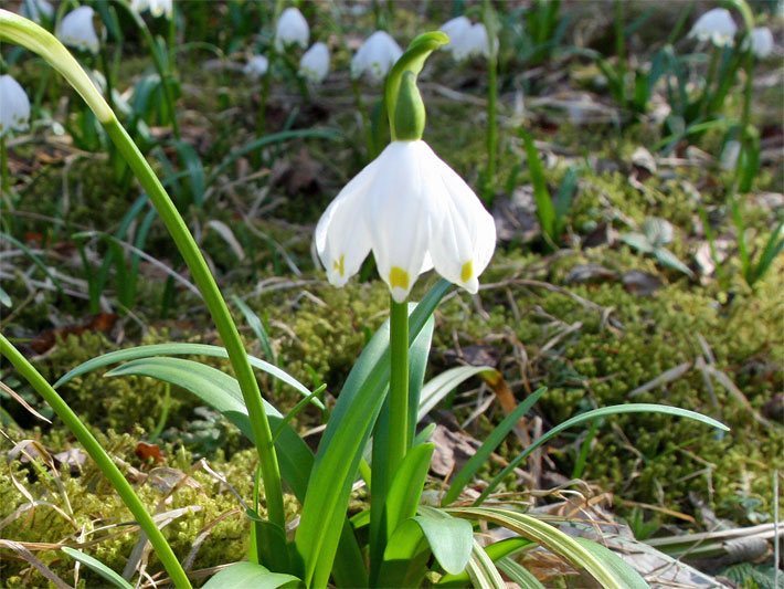 Weiße Glockenblüte mit grünen Farbtupfen am unteren Blüten-Rand einer Frühlings-Knotenblume (auch Märzenbecher, Märzbecher, Grosses Schneeglöckchen), botanischer Name Leucojum vernum