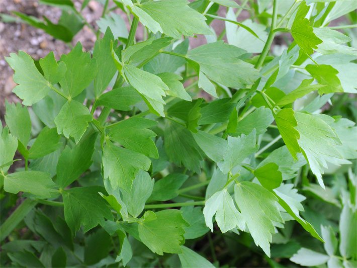 Grüne Blätter von Levisticum officinale oder auch Liebstöckel