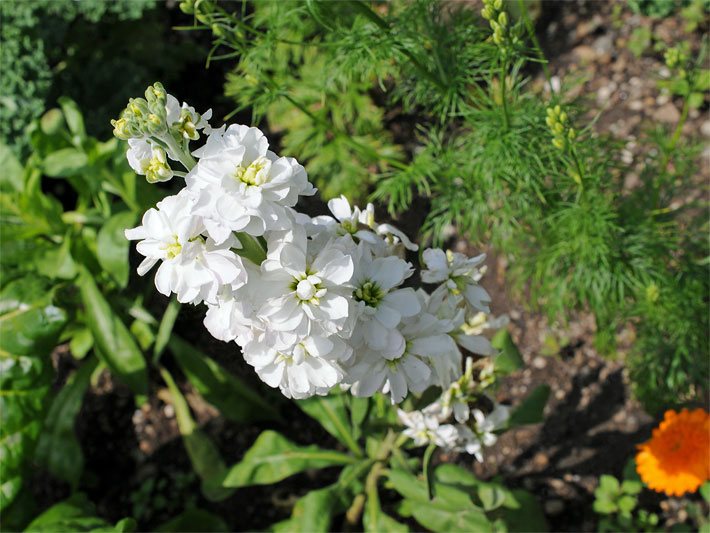 Weiße Blüten einer Grauen Garten-Levkoje der Sorte Schnittgold Weiß, botanischer Name Matthiola incana, in einem Frühlings-Beet