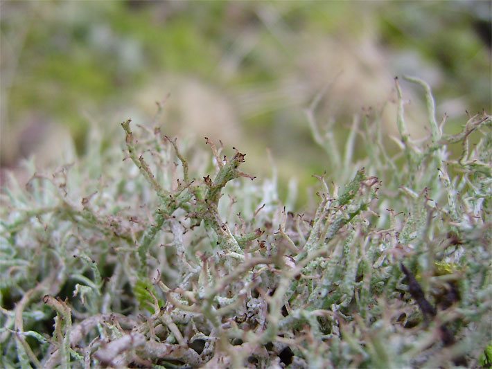 Grün-weiße Triebe von Lichen Islandicus