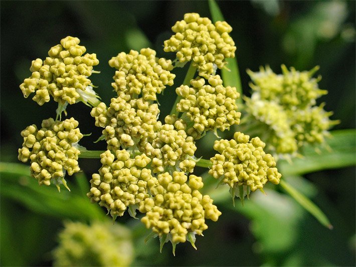 Mehrere gelbe, doppeldoldige Liebstöckel-Blüten