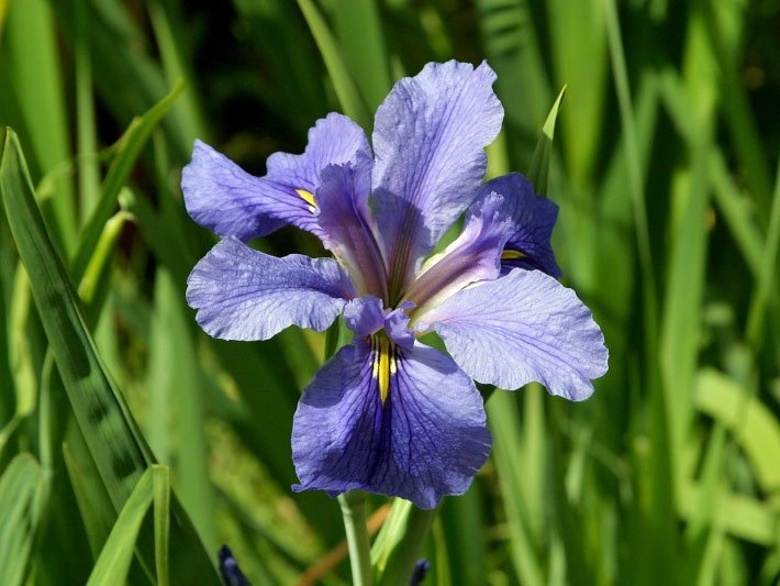 Lila Blüte einer Holländischen Schwertlilie, botanischer Name Iris x hollandica, in einem Frühlings-Beet