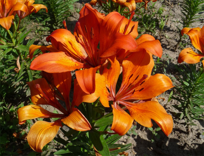Leuchtend orange-rot blühende Feuer-Lilie, botanischer Name Lilium bulbiferum, in einem Blumenbeet