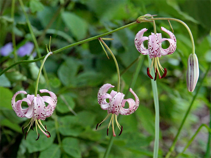 Drei rosa Blüten mit violetten Tupfen einer Türkenbund-Lilie, botanischer Name Lilium martagon, in einem Vorgarten