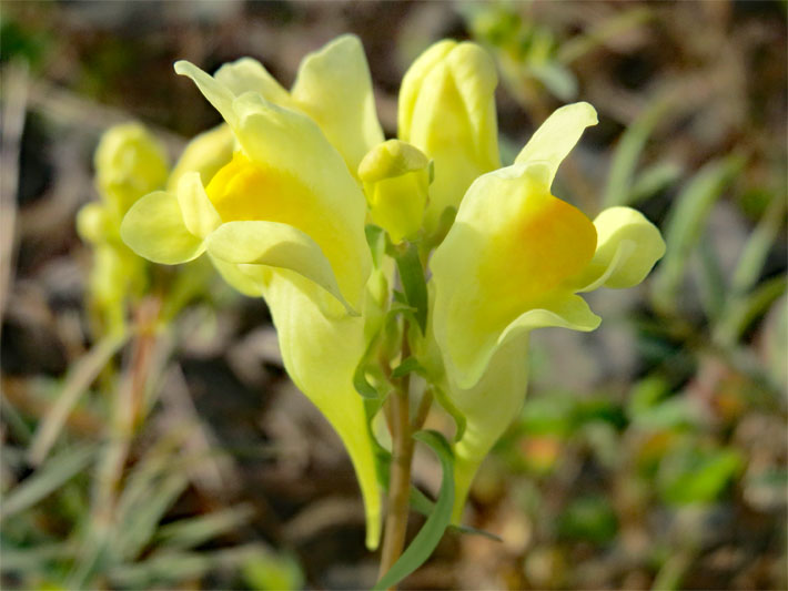 Lippenblüten mit gelber Blüten-Farbe und goldgelber Färbung der oberen Lippe von einem Echten Leinkraut, botanischer Name Linaria vulgaris