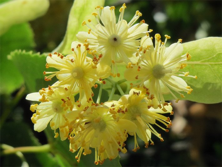 Sechs blass-gelbe Lindenblüten an einer Winterlinde, die in Doldentrauben angeordnet sind