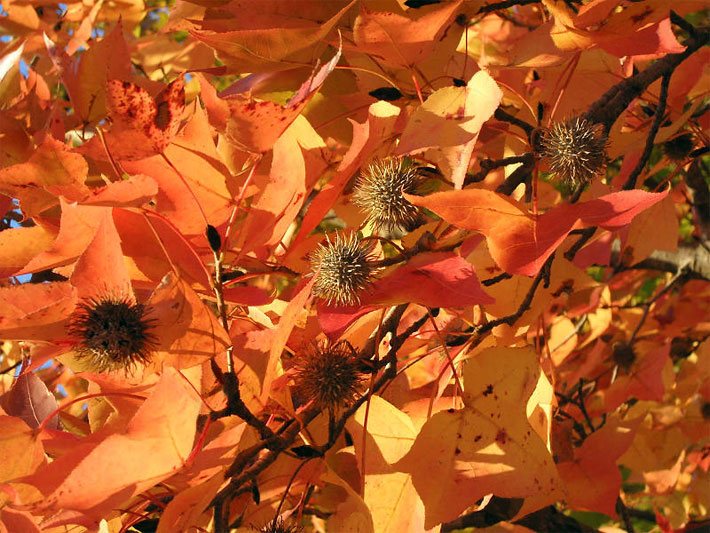 Leuchtend rote sieben-lappige Blätter eines Taiwanesischen Amberbaumes Liquidambar formosana im Herbst