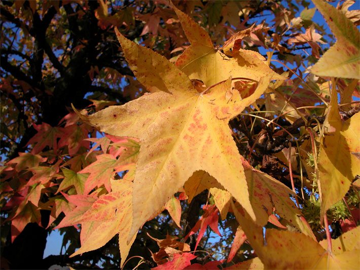 Gelb-rot leuchtende siebenlappige Blätter eines Amerikanischen Amberbaumes Liquidambar styraciflua im Herbst