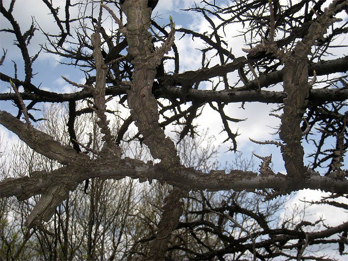 Rinde eines Liquidambar styraciflua im Winter