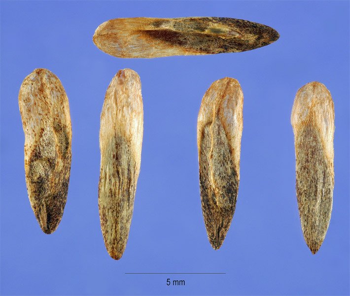 Fünf etwa 8 bis 10 mm lange und 2 mm breite hellbraune bis dunkelbraune Samen von einem Amerikanischen Amberbaum zum Ziehen oder für die Vermehrung