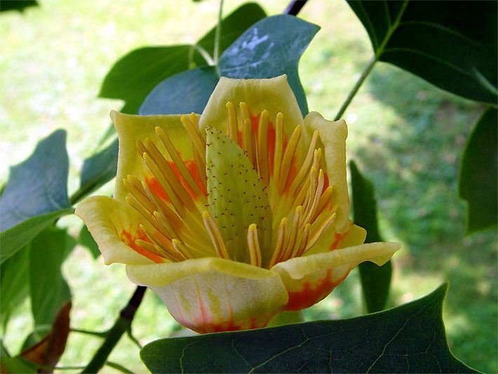 Geöffnete orange-gelbe Blüte von einem Tulpenbaum Lirodendron tulipifera