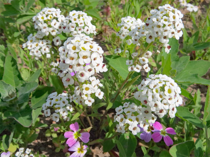 Traubenförmiger, weißer Blüten-Stand von einem Duftsteinrich, auch Strand-Silberkraut, botanischer Name Lobularia maritima