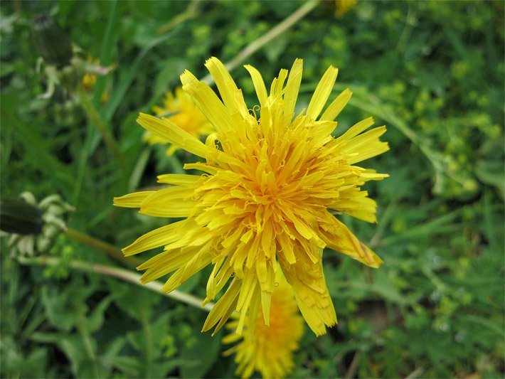 Gelbe Löwenzahnblüte, botanischer Name Taraxacum sect. Ruderalia