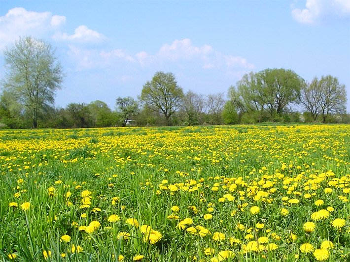 Löwenzahnwiese auf dem Land mit gelben Blüten im Frühling