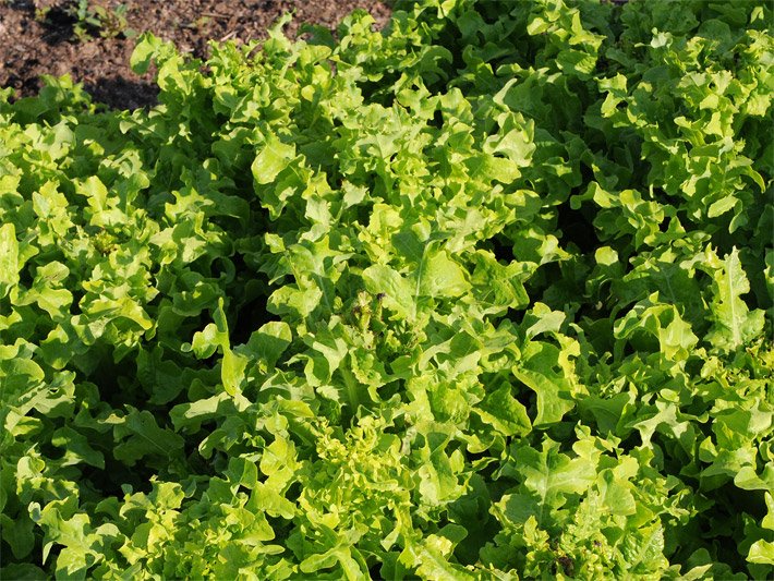 Grüner Lollo-Bionda-Salat/-Sla-Pflanzen in einem Gemüsebeet mit gekrausten Blättern