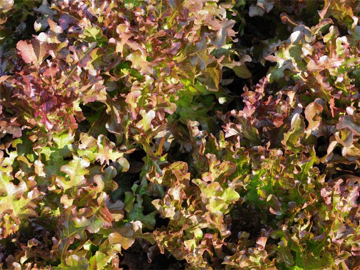 Braun-rötlicher Lollo-Rosso-Salat in einem Gemüsebeet