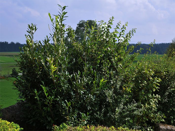 Mittelhoch gewachsene Lorbeerkirsche oder auch Kirschlorbeer, botanischer Name Prunus laurocerasus, vor einer Wiese