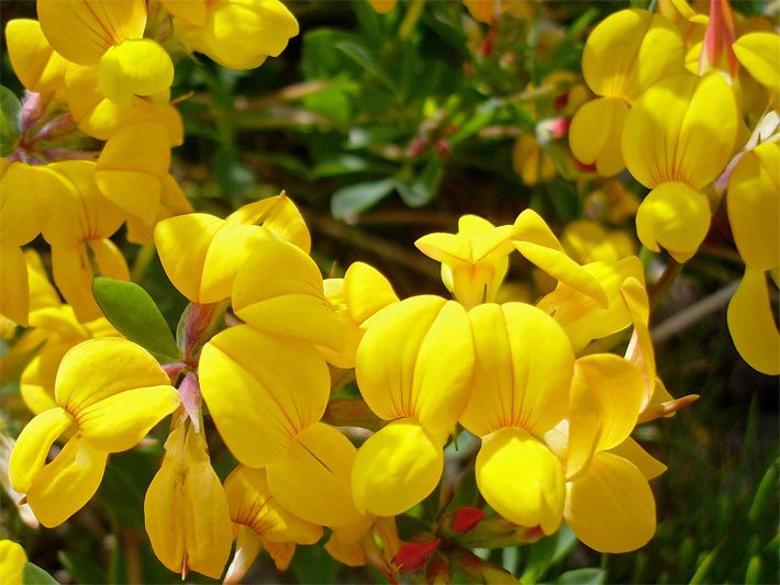 Gelbe Blüten von einem Gemeinen Hornklee, botanischer Name Lotus corniculatus, welche die Blütenform einer Fahnenblume aufweisen, in einem Zierbeet