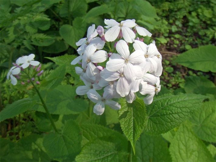 Weiße Blüten von einem Ausdauernden Silberblatt, botanischer Name Lunaria rediviva