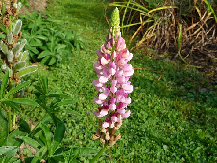 Rosa blühende Garten-Lupine der Sorte Gallery Blue, botanischer Name Lupinus x hybrida, in einem Beet