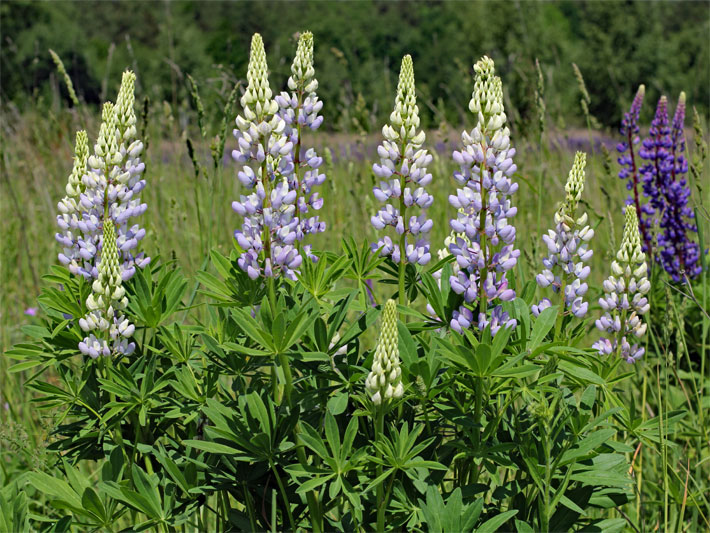 Blass-lila blühende Vielblättrige Lupine, auch Stauden-Lupine, mit creme-weißer Blüten-Krone, botanischer Name Lupinus polyphyllus, auf einer Wiese