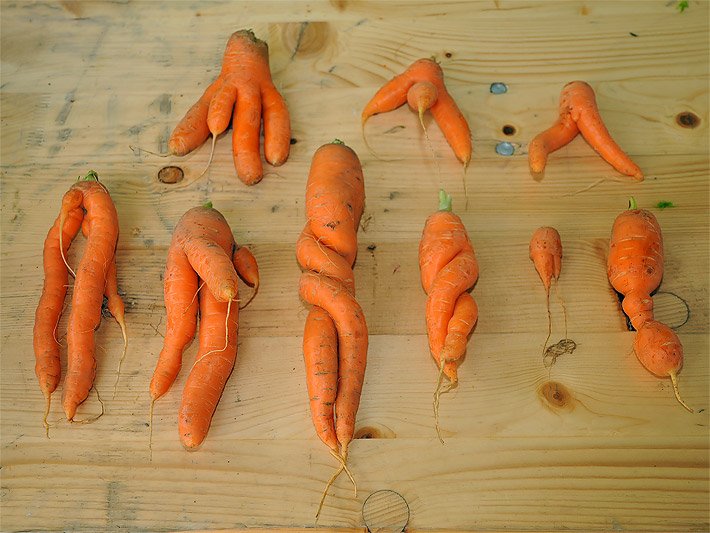 Neun lustig geformte frische Karotten bzw. Möhren auf einem Verkaufstisch aus Holz