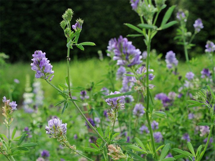 Blühende Luzerne mit grünen Blättern und blass-violetter Blütenfarbe auf einer Garten-Wiese mit Gras